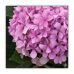 Postcard | Pink Hydrangea